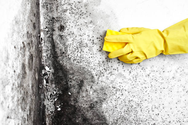Attic Mold Removal in Earle, AR