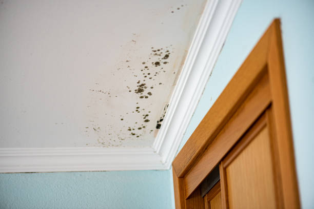 Best Black Mold Removal  in Ele, AR