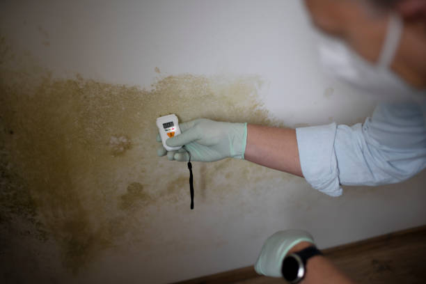 Best Mold Removal Process  in Ele, AR