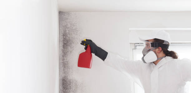 Best Residential Mold Removal  in Ele, AR