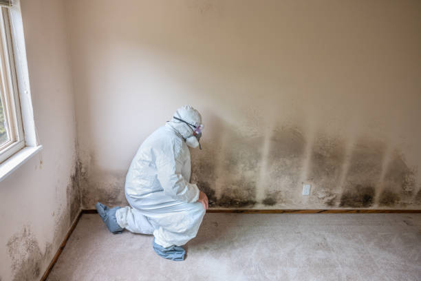 Mold Removal Process in Earle, AR